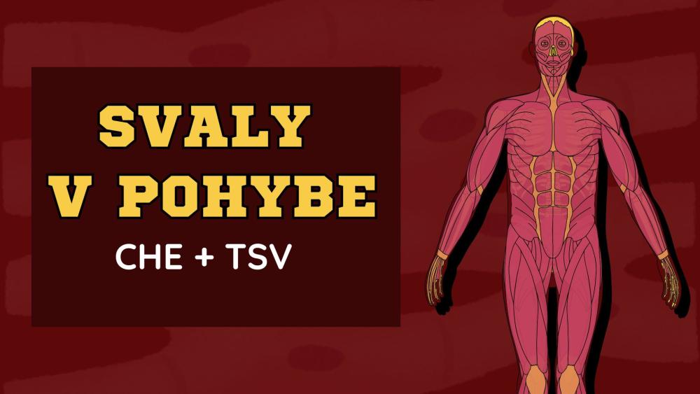 7.A v akcii – svaly v pohybe! 